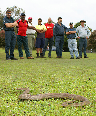 Venomous Snake Handling Training - Living with Wildlife