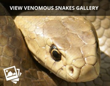 Venomous Australian Snakes Gallery