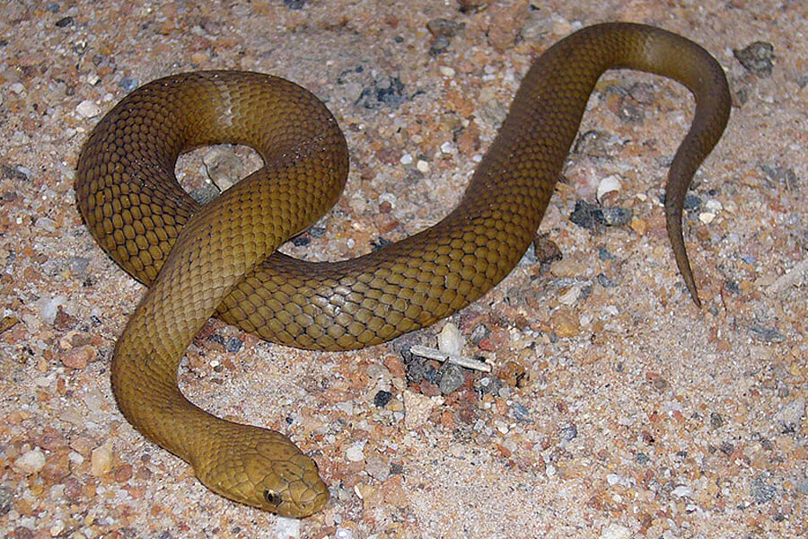 australian desert snakes