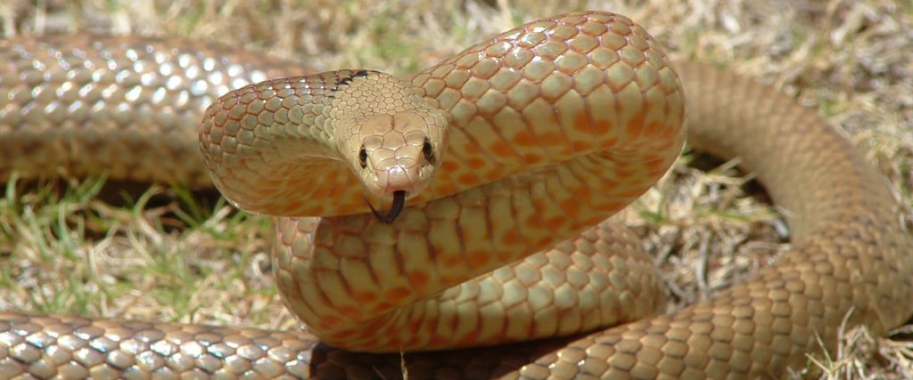 TODAY - A crop farmer has captured this incredible photo of a baby brown  snake caught and killed by a daddy long-legs spider on his farm at  Griffith, NSW. Only. In. Australia. (