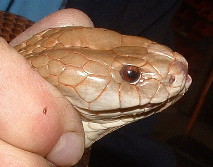 Mulga Snake